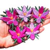 Crocus avec feuille