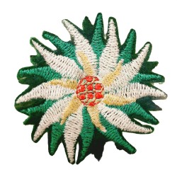 Rose de noël
