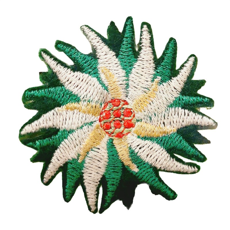 Rose de noël