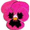 Pensée fuchsia et lilas