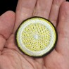 Tranche de citron